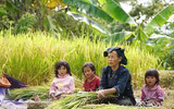Đồng bào thu hoạch 